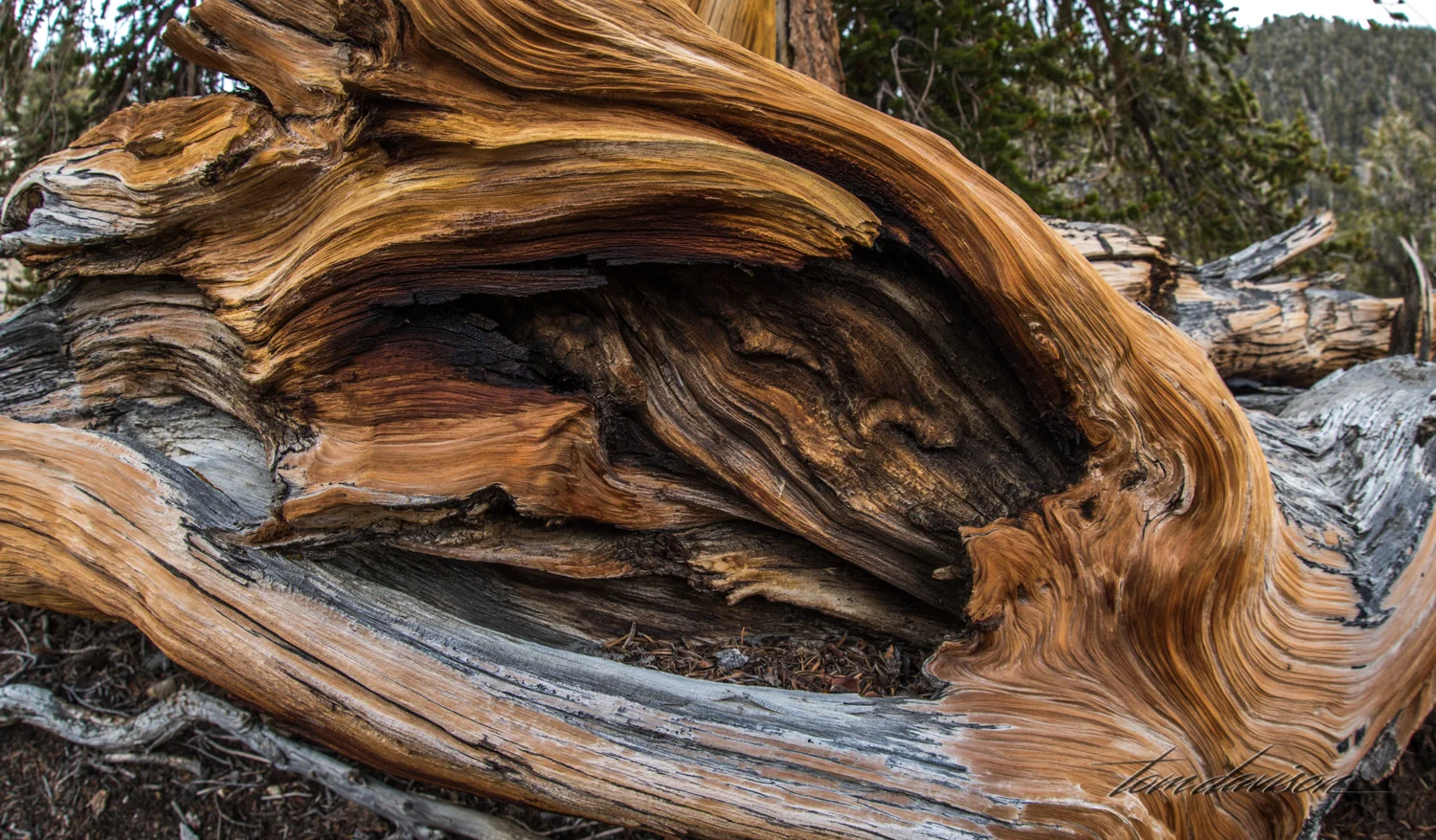 Bristlecone TD-8.jpg