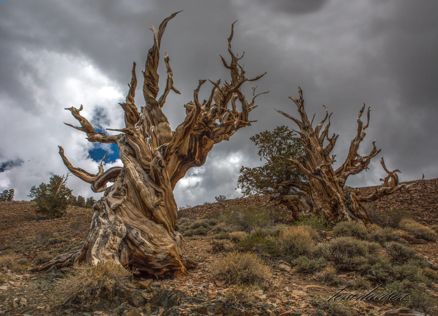 Bristlecone TD-32.jpg