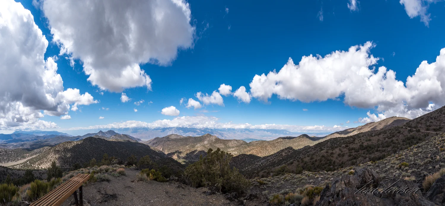 Bristlecone TD-4.jpg