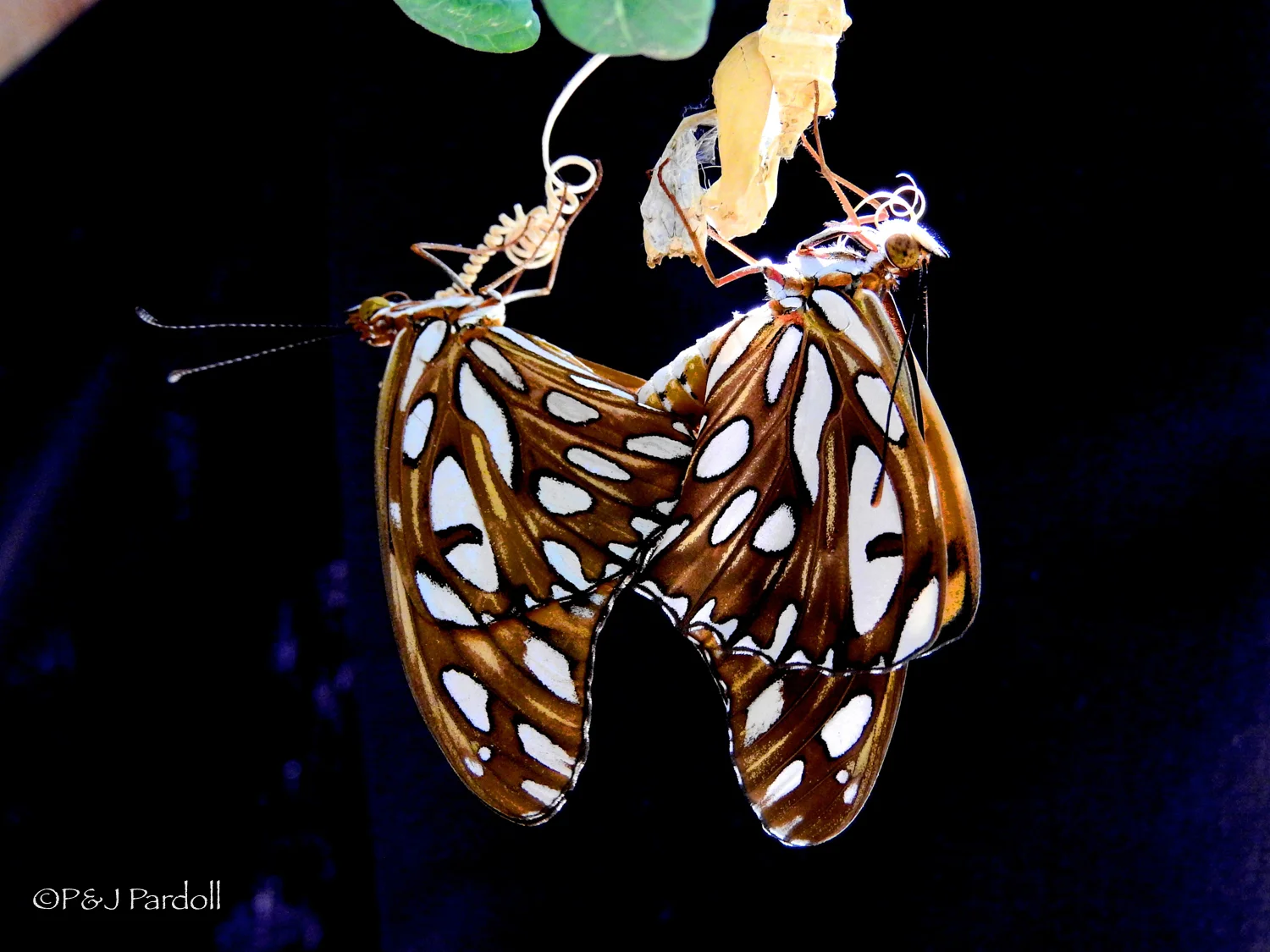 Gulf Fritillary Project-14.jpg