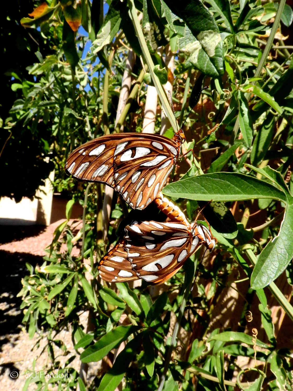 Gulf Fritillary Project-16.jpg