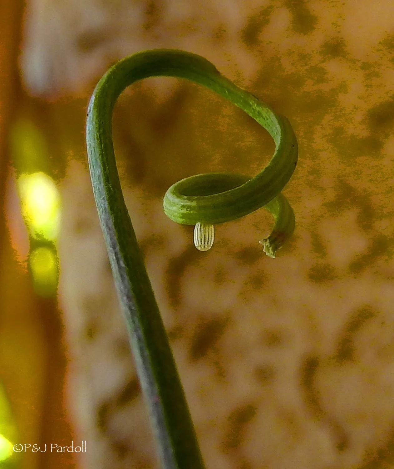 The eggs are small and spherically shaped and laid one by one on the Passion flower vine. The average duration of the egg stage in the life cycle is three to five days depending on the temperature of the environment. Eggs are initially a white or cream color and turn brown during the first 24 hours.