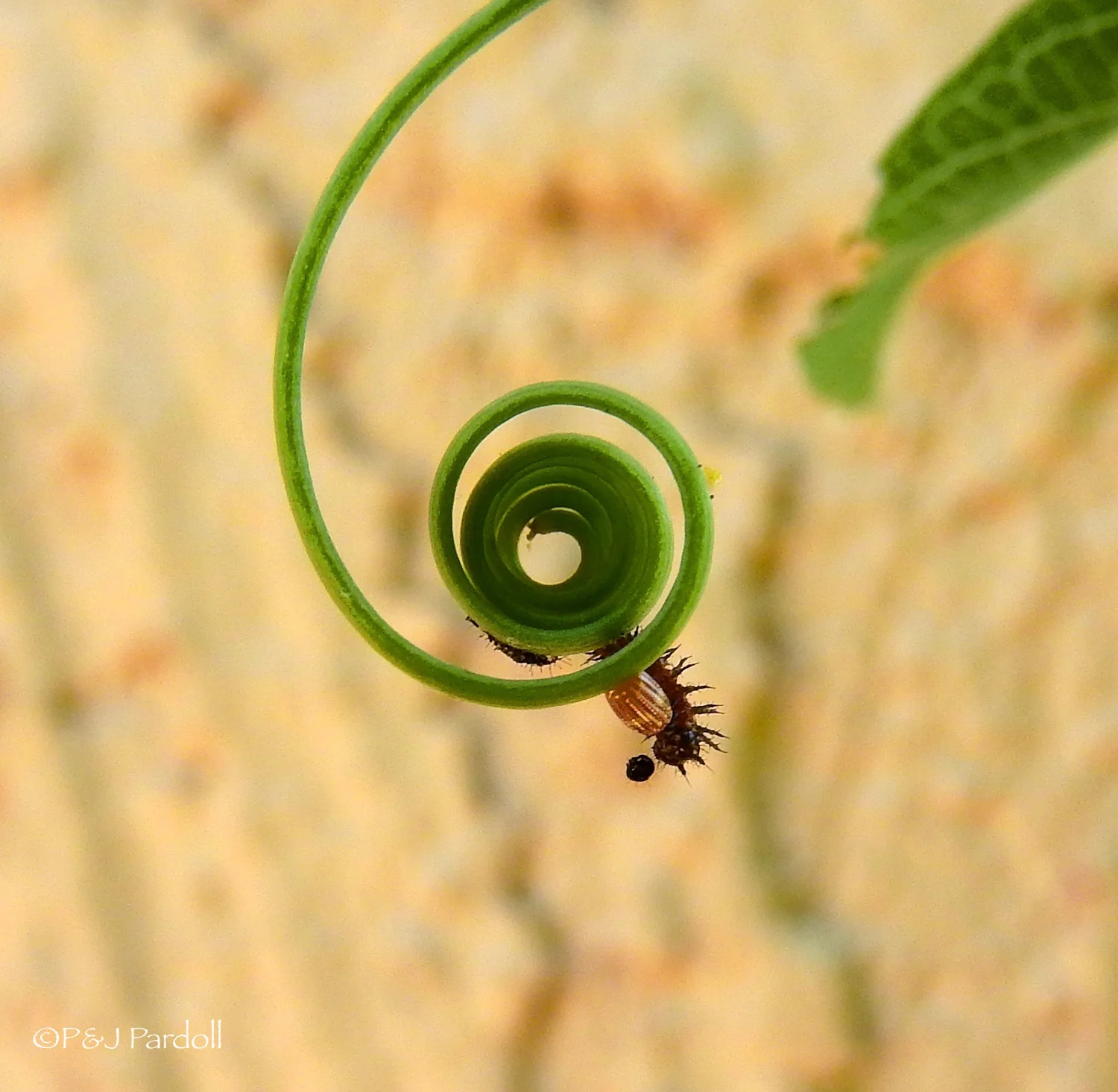 A newly hatched caterpillar usually eats its egg casing and then starts to voraciously feed on the vine.