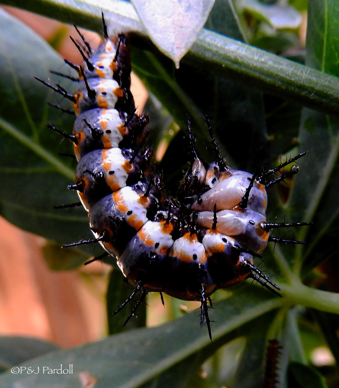 When ready to create its chrysalis, the caterpillar turns a grayish color and begins to spin a silk-like substance into a ball on top or against a malleable surface. It then attaches its rear end to the "silk" lump and hangs upside down in a "j" position. By small contractions of the muscles it begins to shed its skin and head revealing a soft pinkish tan form. The soft form hardens and becomes grayish brown. The chrysalis stage lasts from 11 to 21 days.