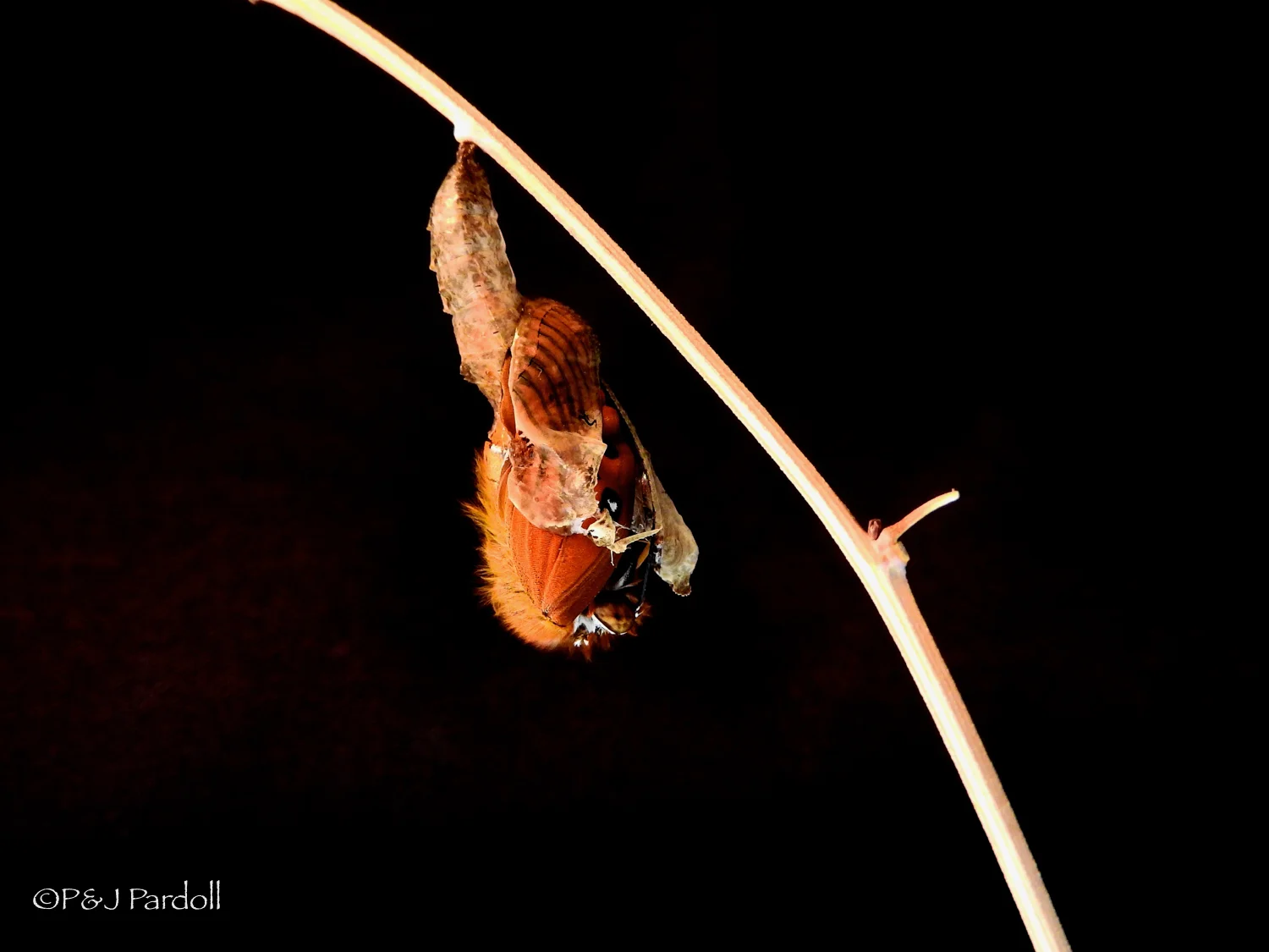 Chrysalis #1