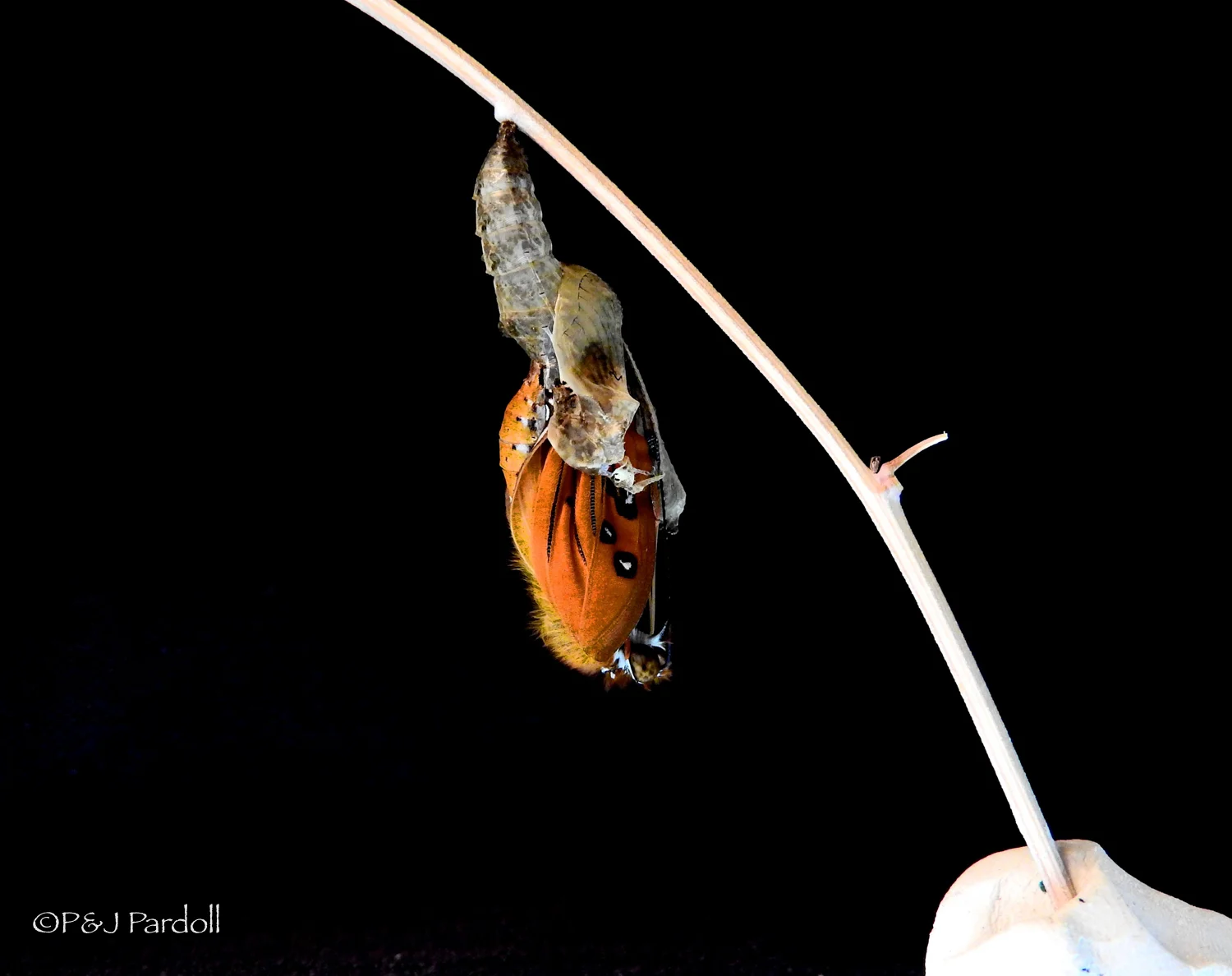 Chrysalis #1