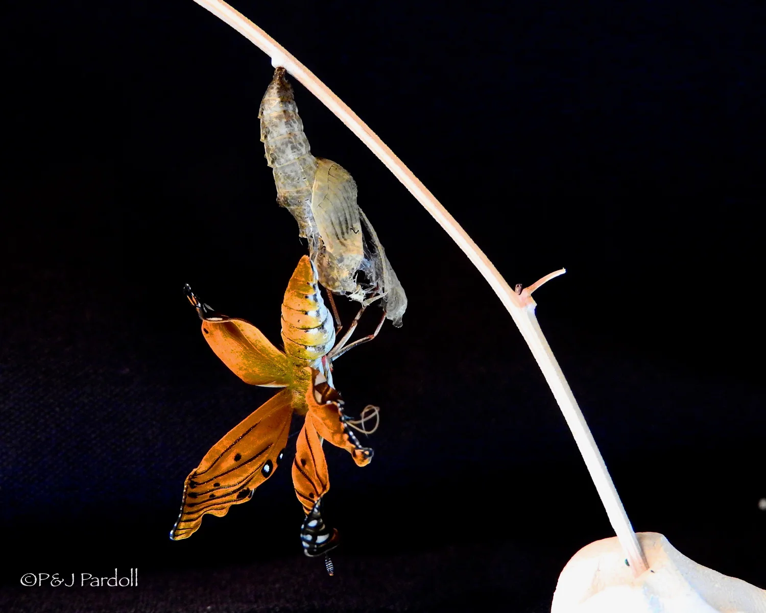 Chrysalis #1