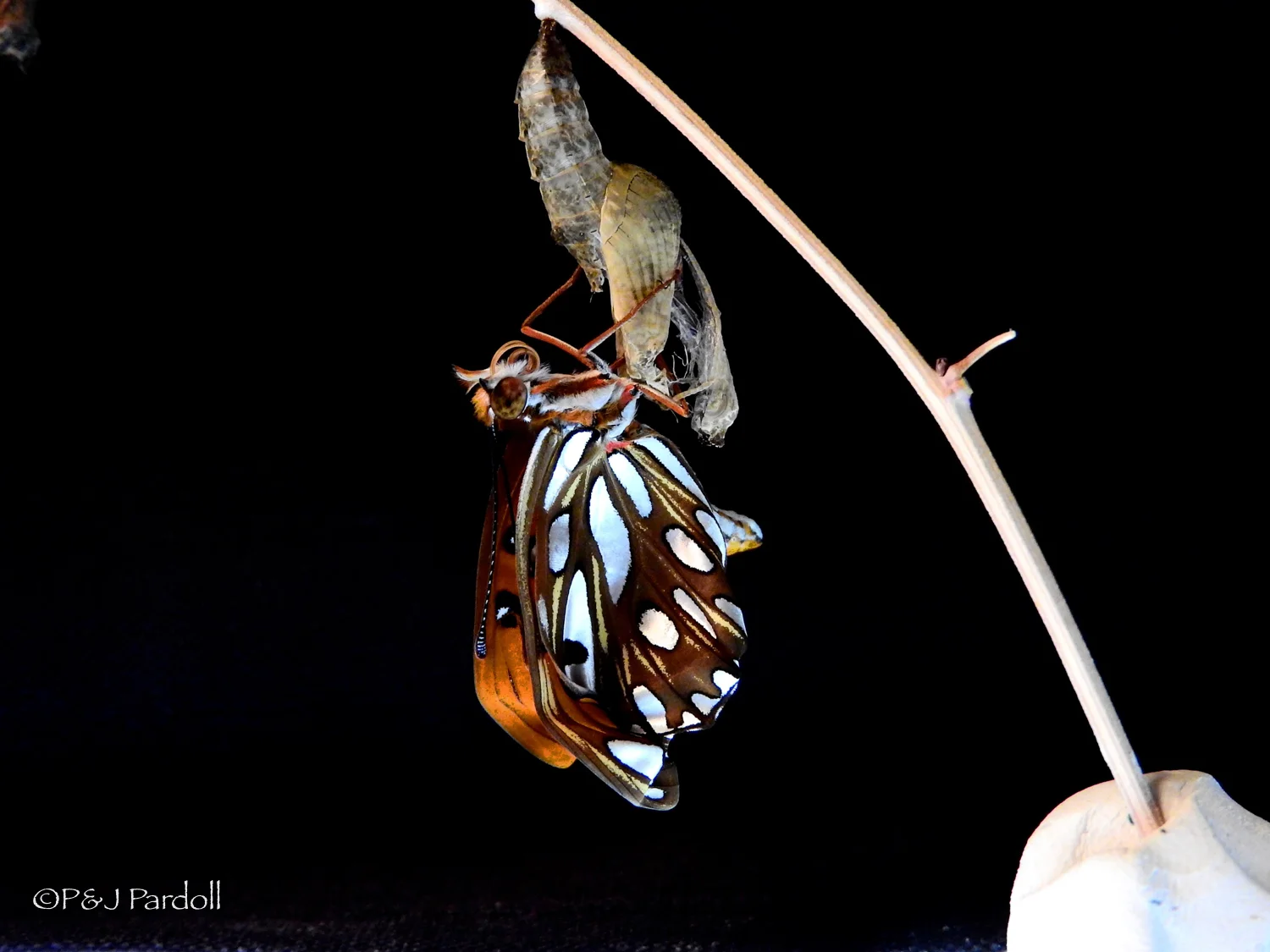 Chrysalis #1