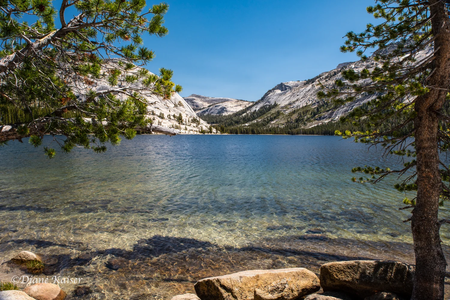 Tenaya Lake is easily accessible from the road.