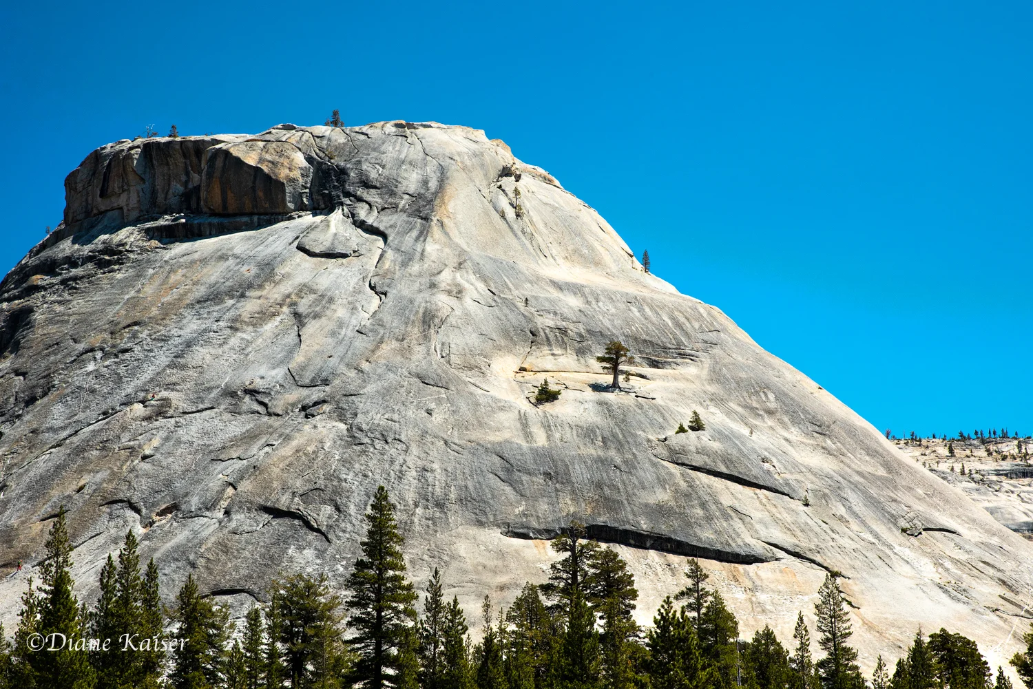 Trees trying the thrive on a granite mountain.