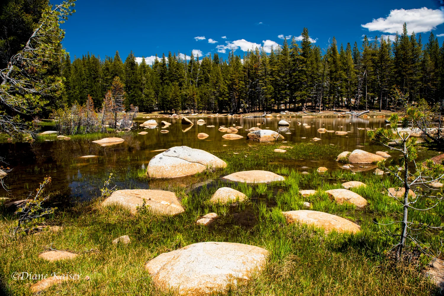 DK Tioga Pass-33.jpg