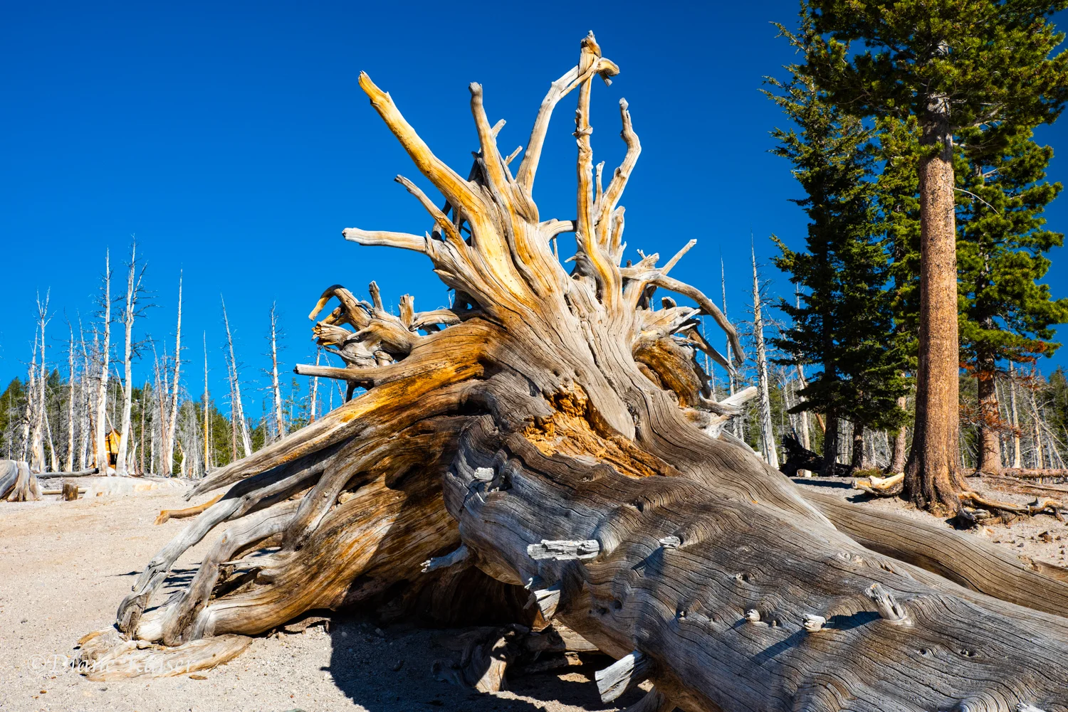 DK Mammoth Lakes-6.jpg