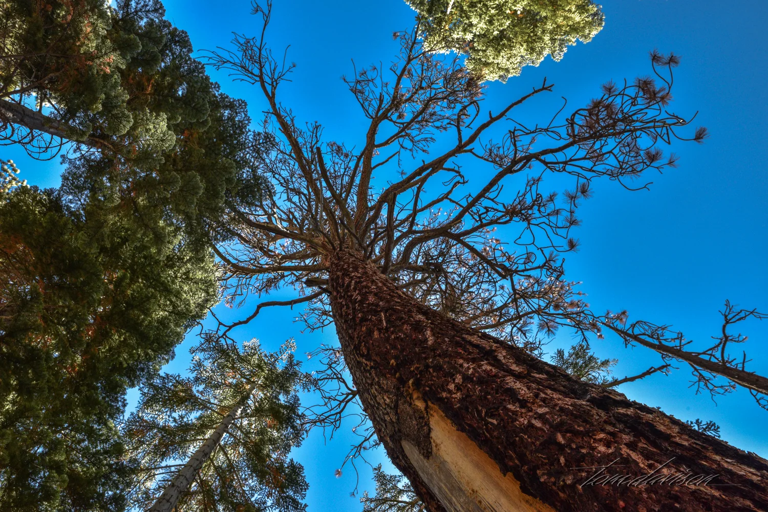Devil's Postpile-16.jpg