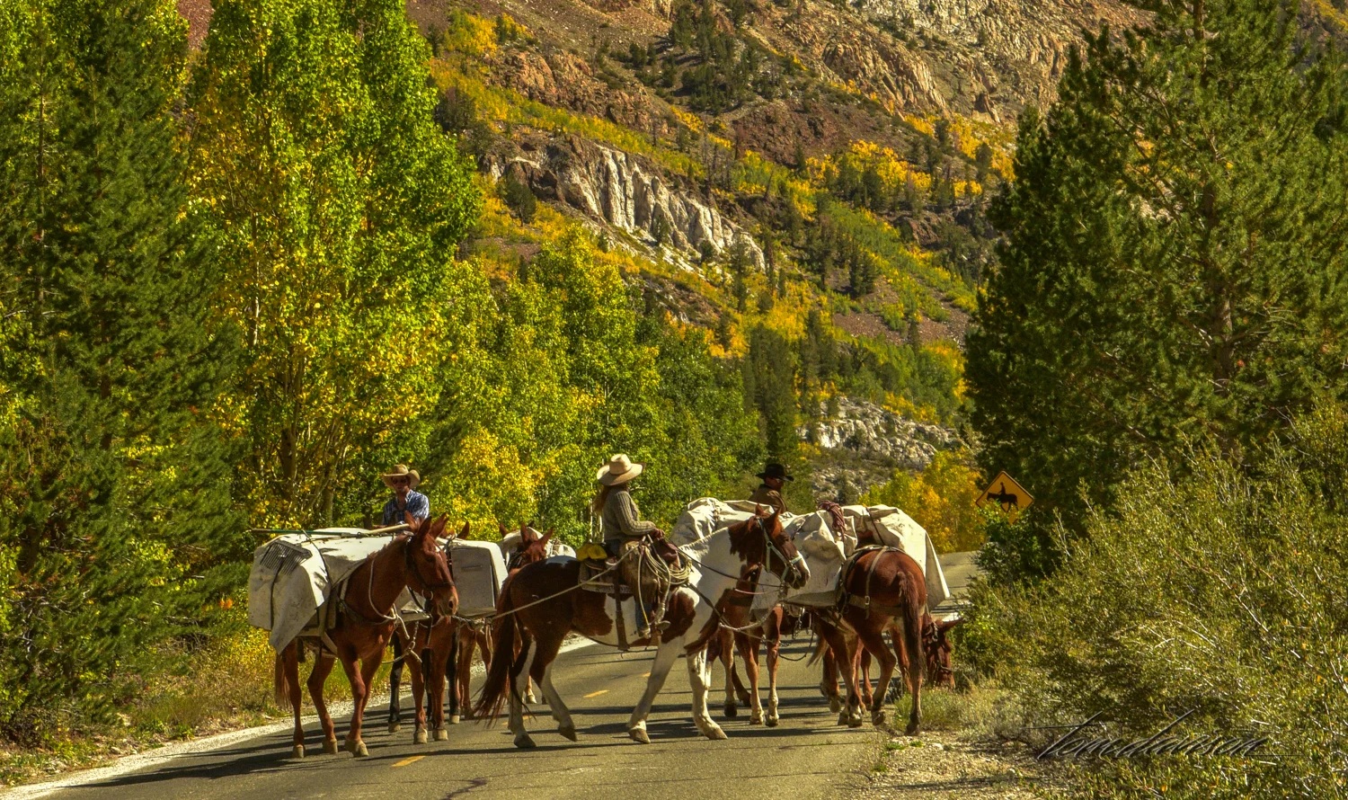 Mules and pack trains are a thriving business in the area. Cars gladly share the road.