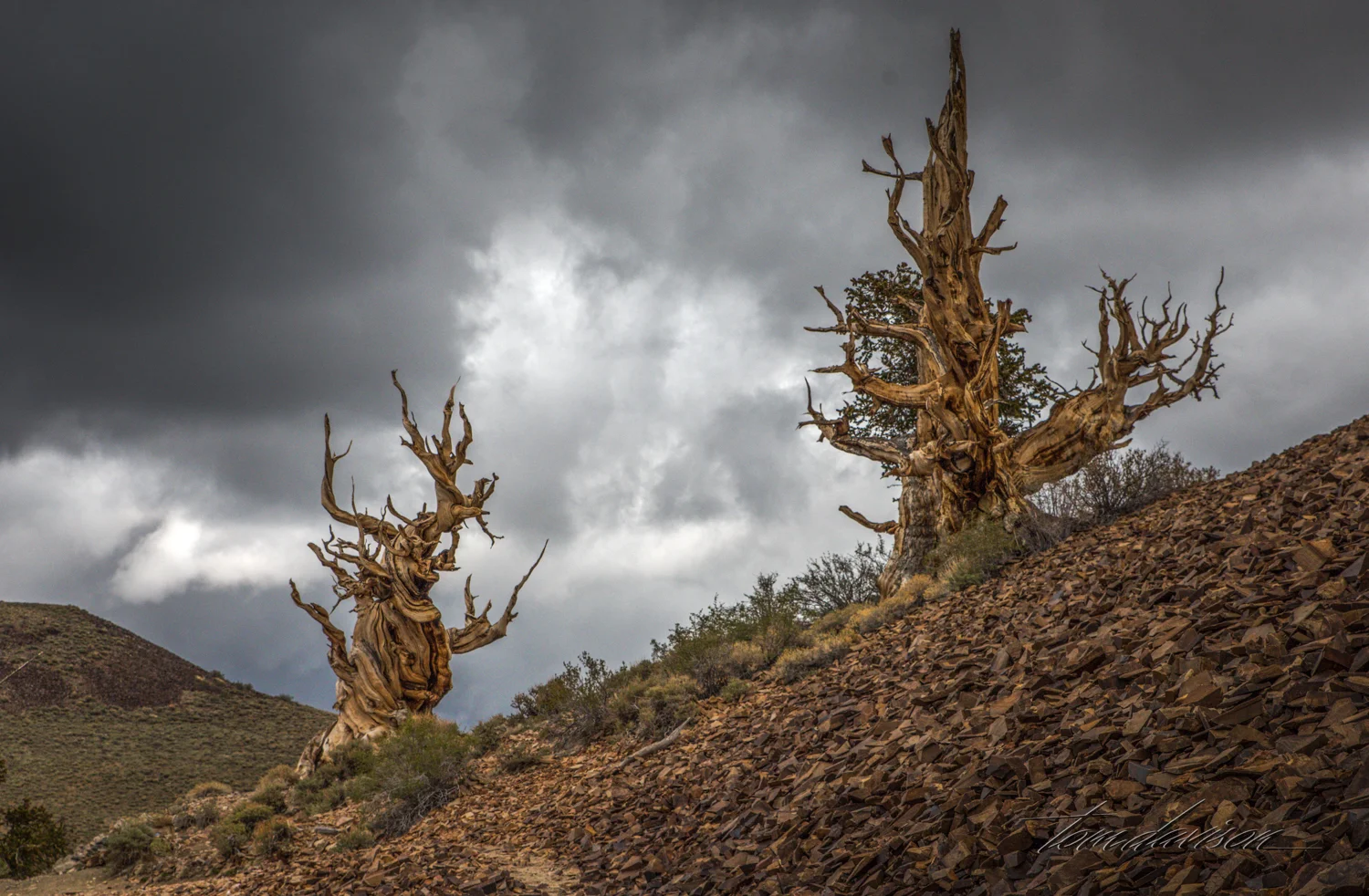 Ancient pines at Bristlecone National Monument.