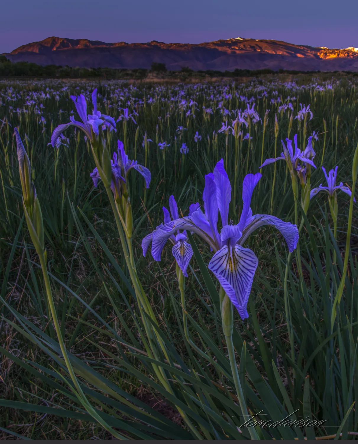 Wild Iris growing in a cow pasture in Bishop.