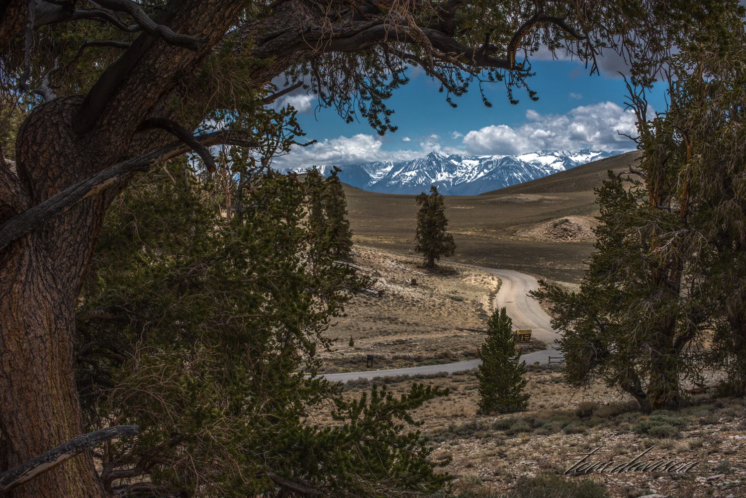 Road in Bristlecone National Monument.