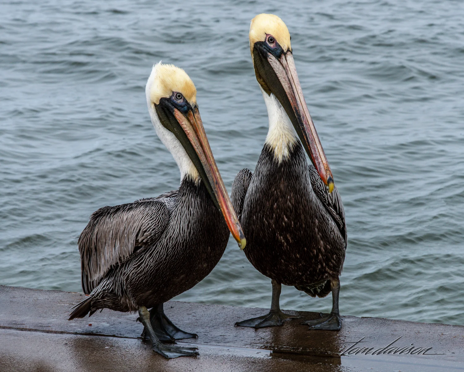 Brown Pelicans