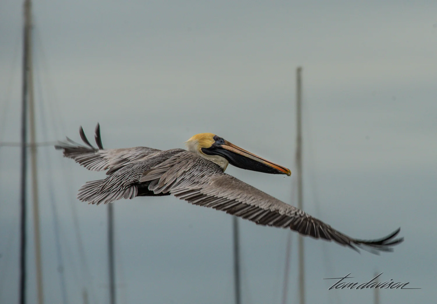 Brown Pelican