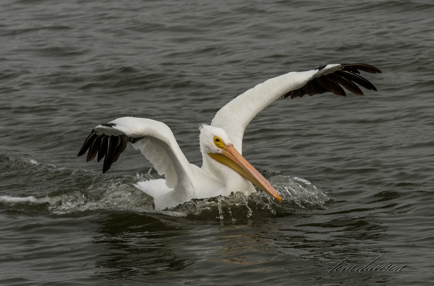 American Pelican