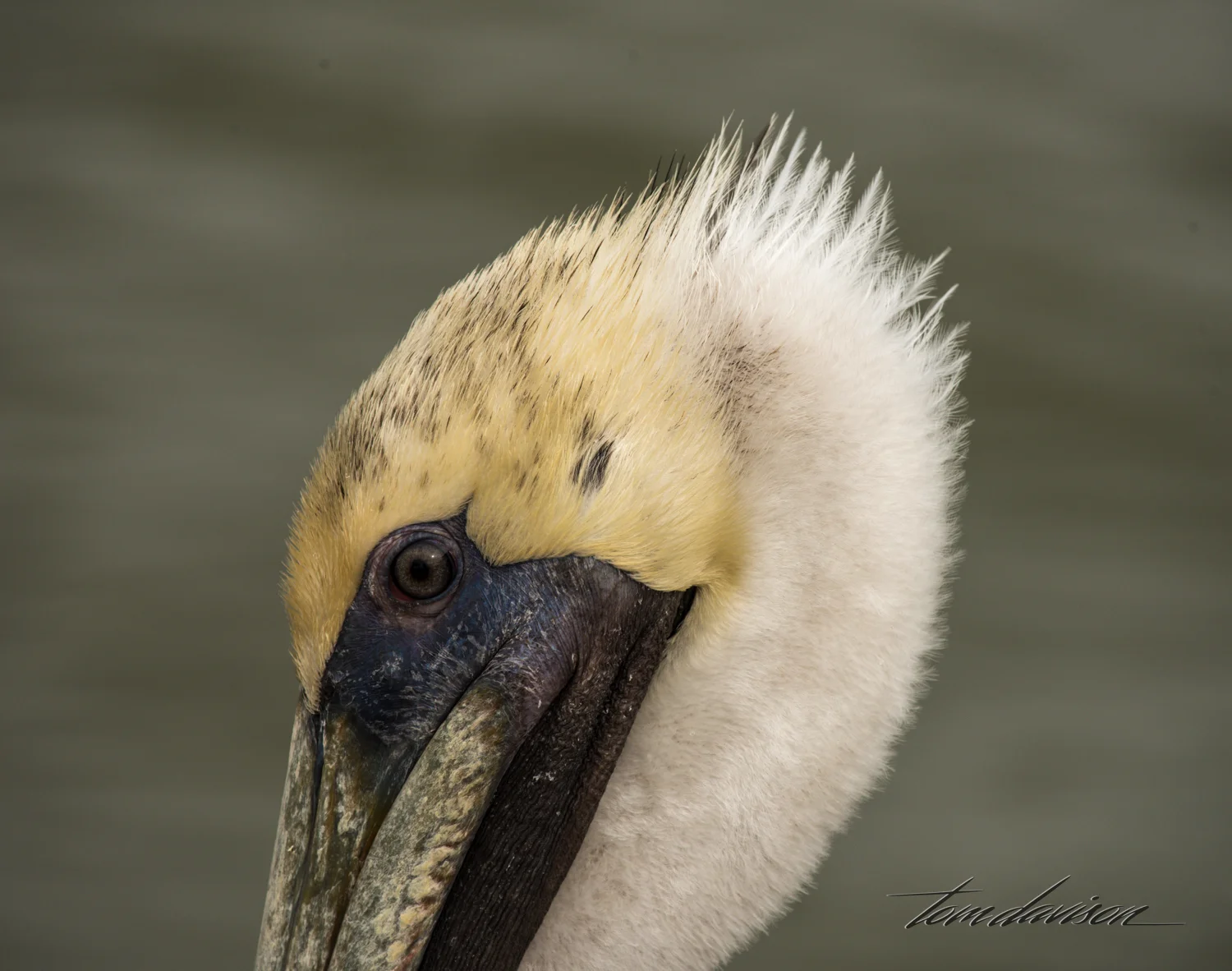 Brown Pelican (here’s lookin’ at ya baby!)