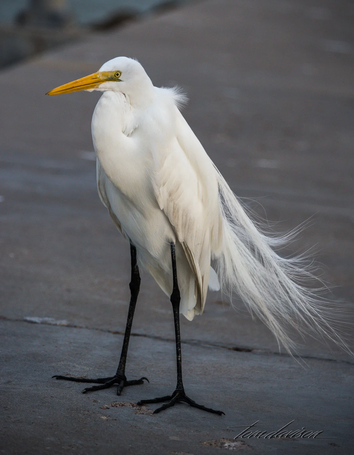 Great Egret