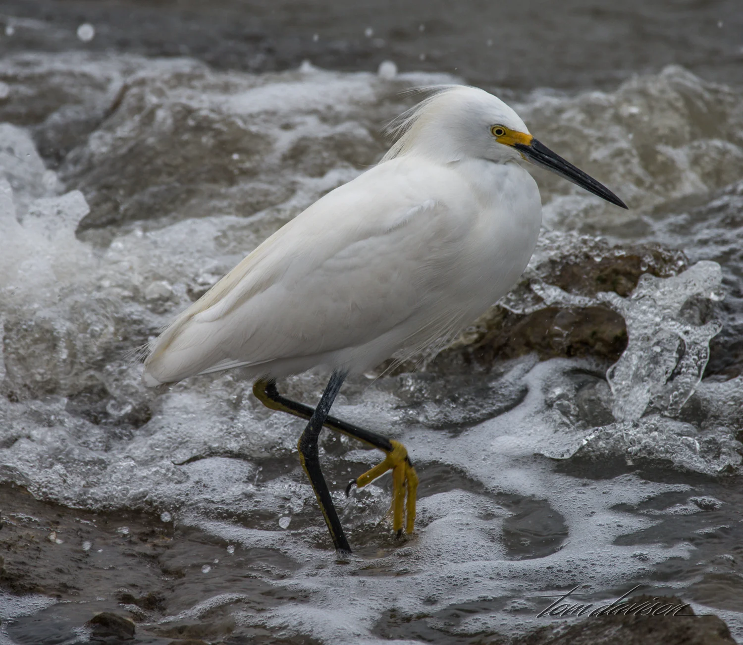 Snowy Egret