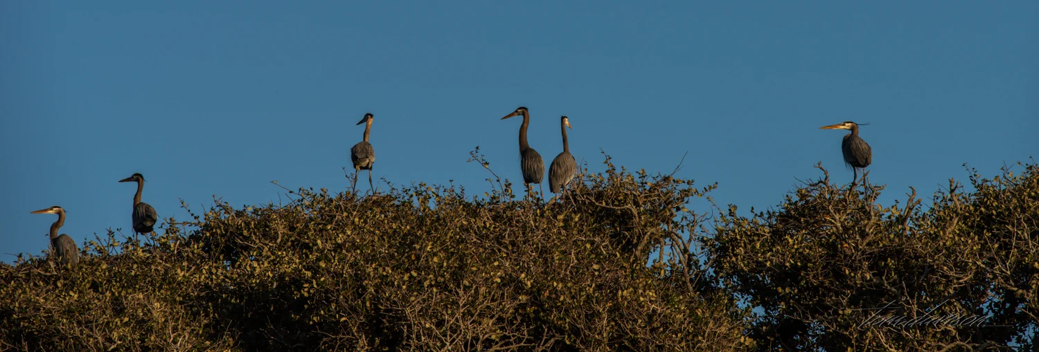 Herons atop live oaks