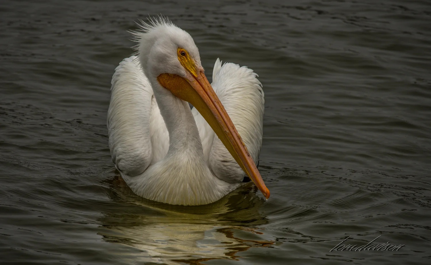 American Pelican