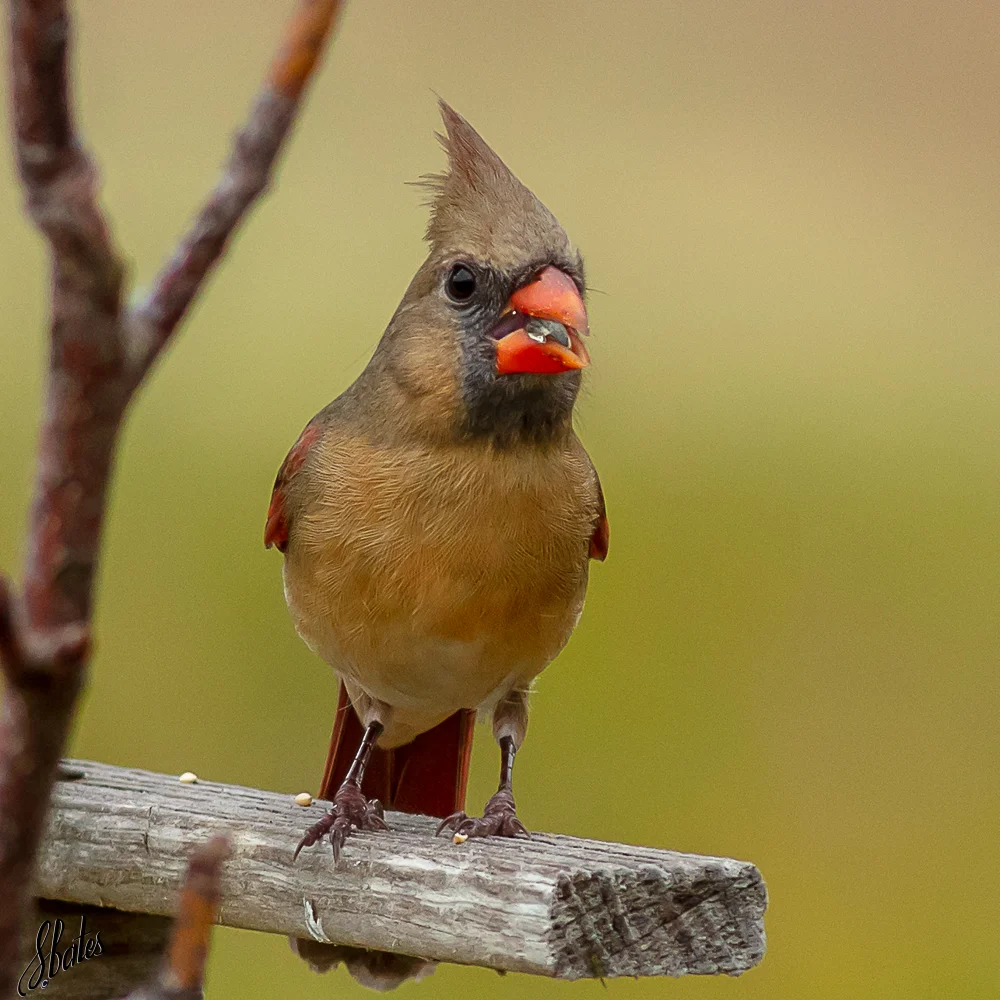 Female Cardinal