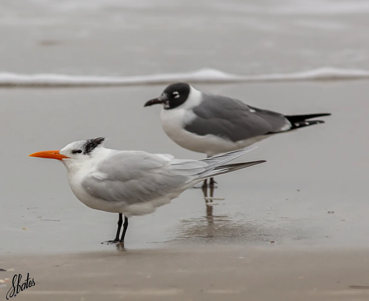 Front bird is a Kingfisher and the back bird is a Laughing Gull
