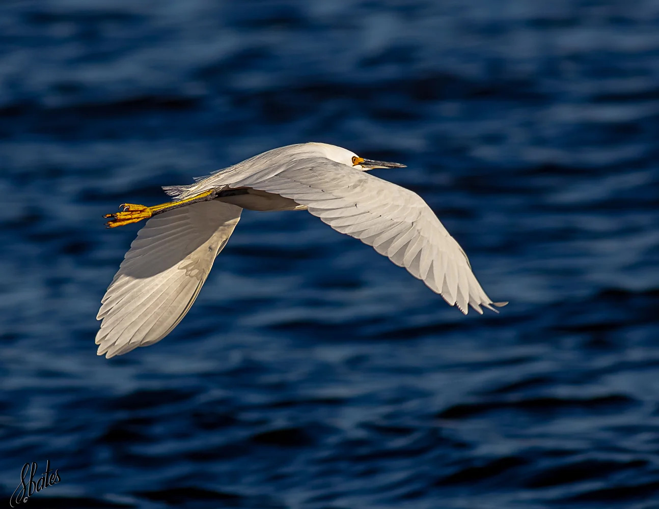 Snowy Egret