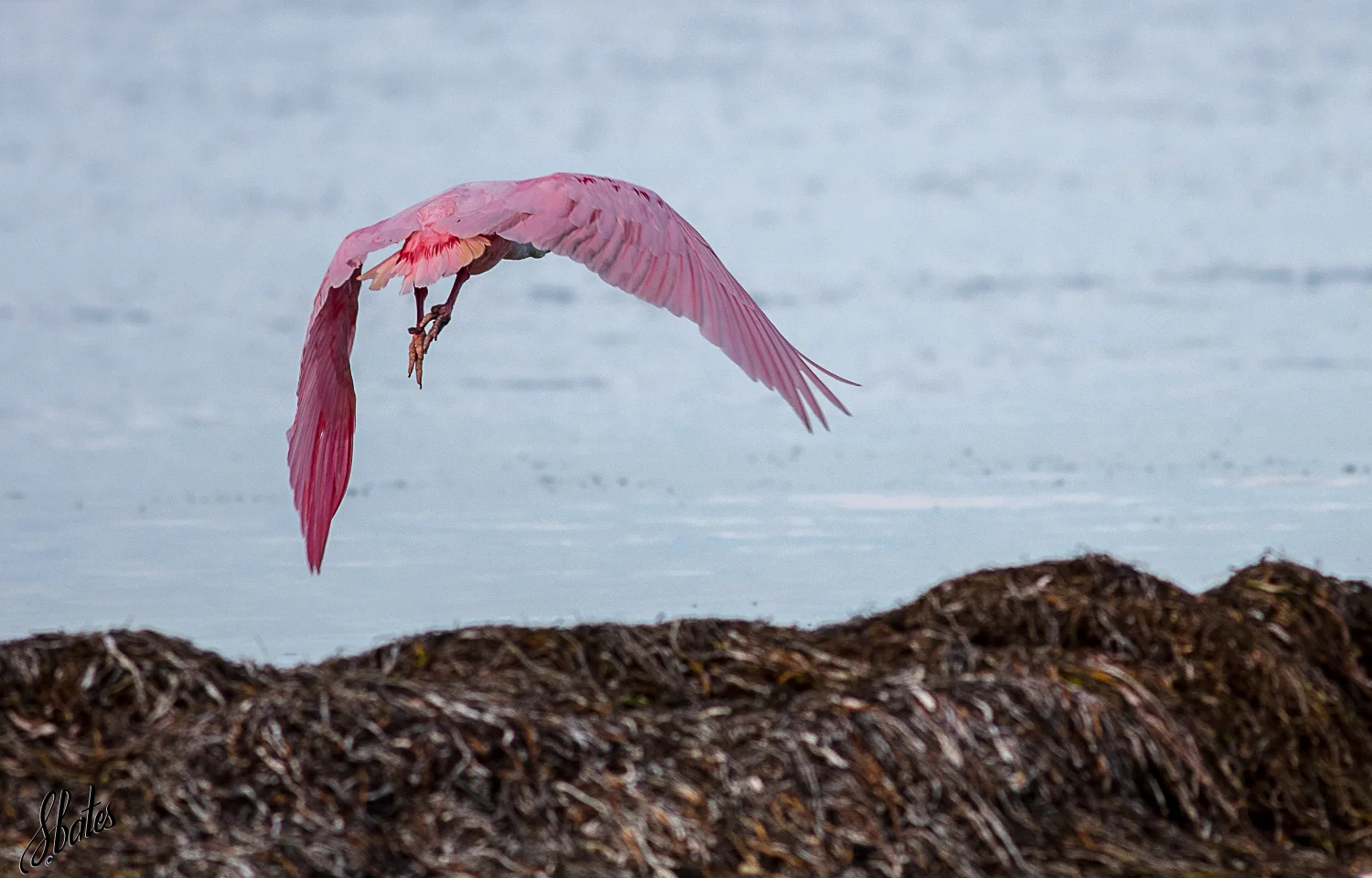 Roseate Spoonbill