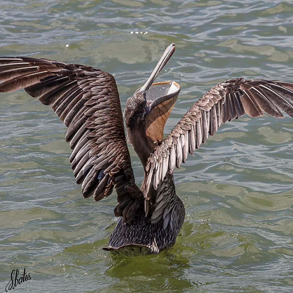 Brown Pelican