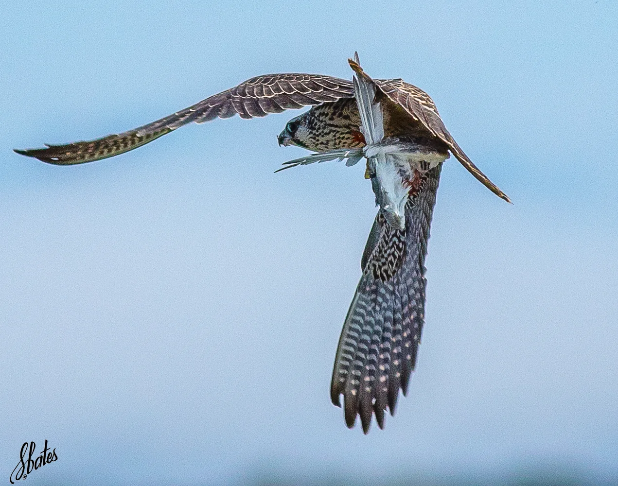Cooper Hawk
