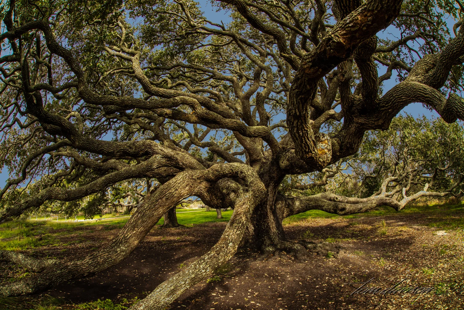This area is known for its live oak trees. This is a decent representation of the trees here, some even withstood Hurricane Harvey.