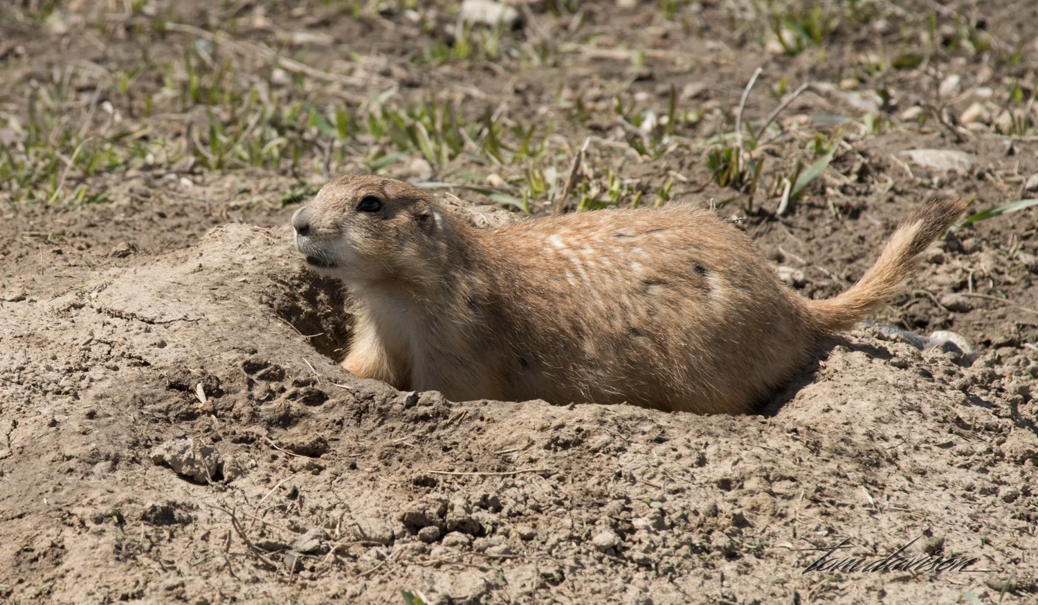 This is a prairie dog. I would have been thrilled to spot a black-footed ferret. The ferrets were once thought to be extinct but were discovered in the wilderness of Wyoming. A program to save them in captivity and then reintroduce them to the prairie in the Badlands National Park seems to have been successful.