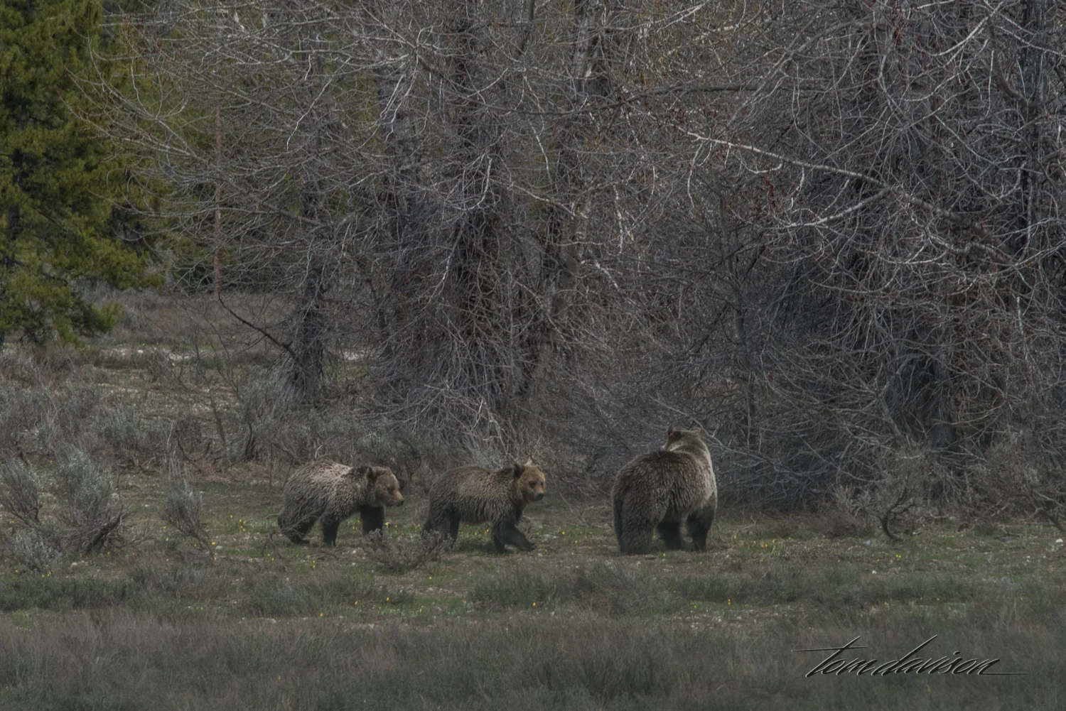 Teton TD-12.jpg