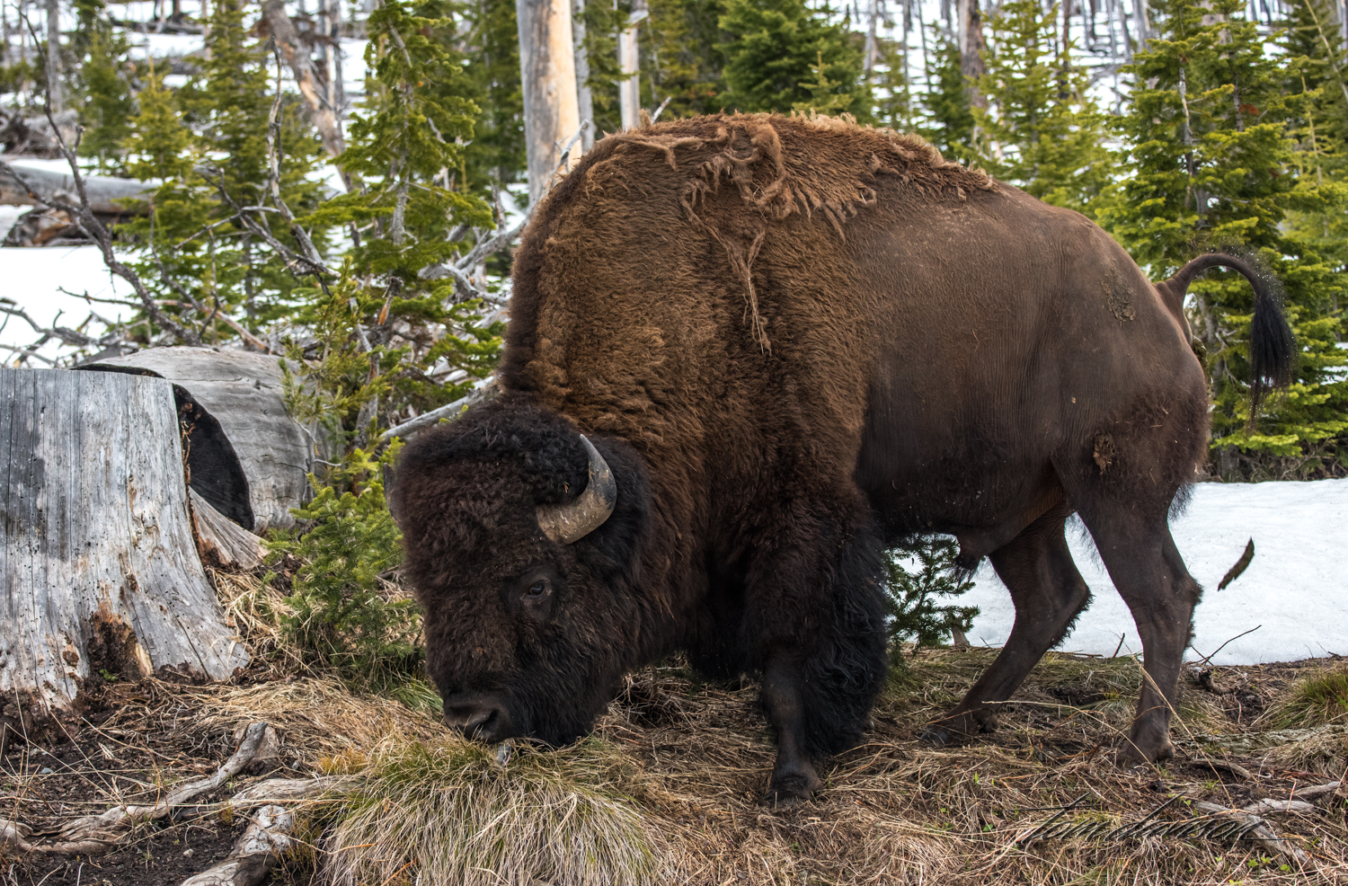 Y Wildlife TD-1.jpg