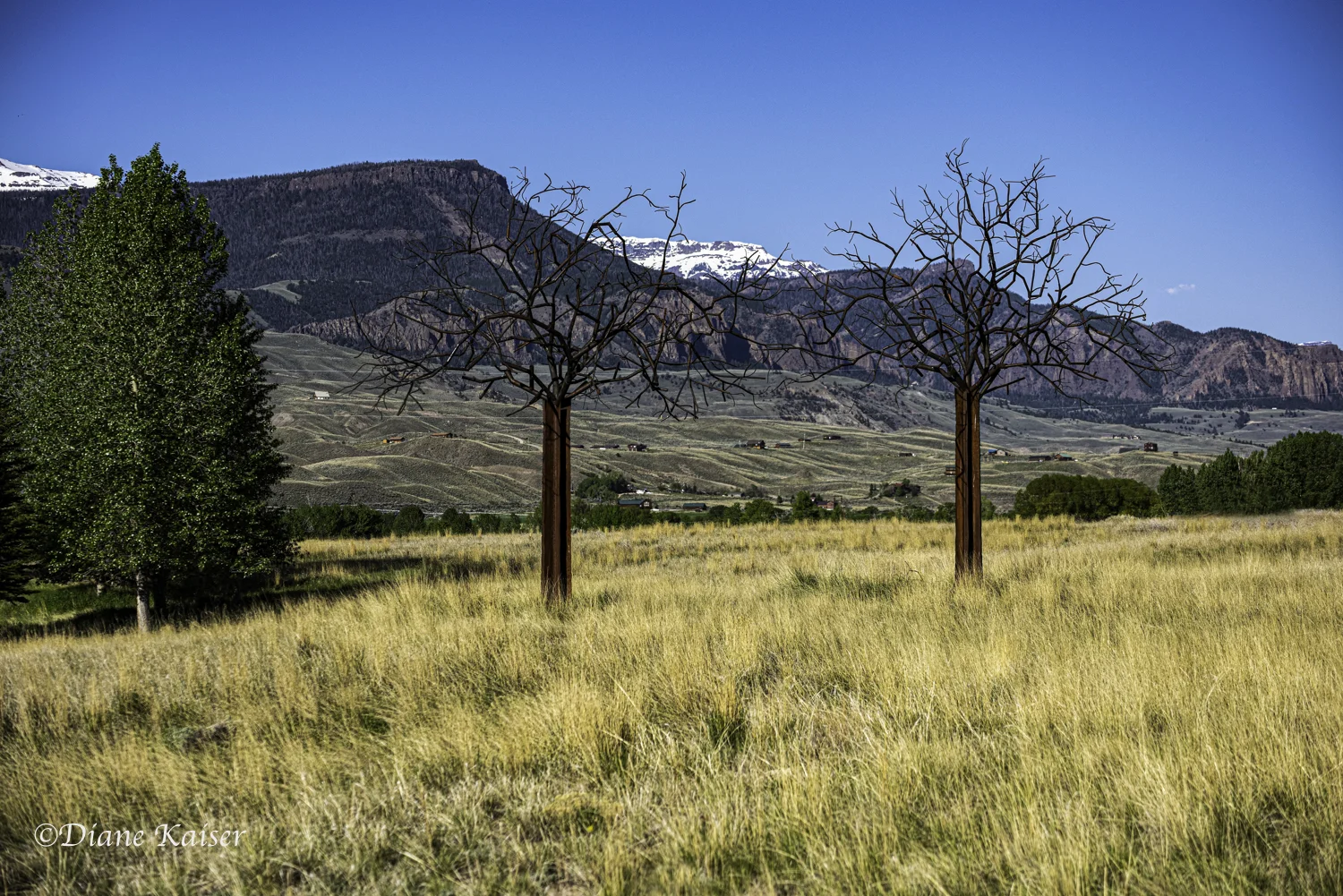 DK Yellowstone-41.jpg