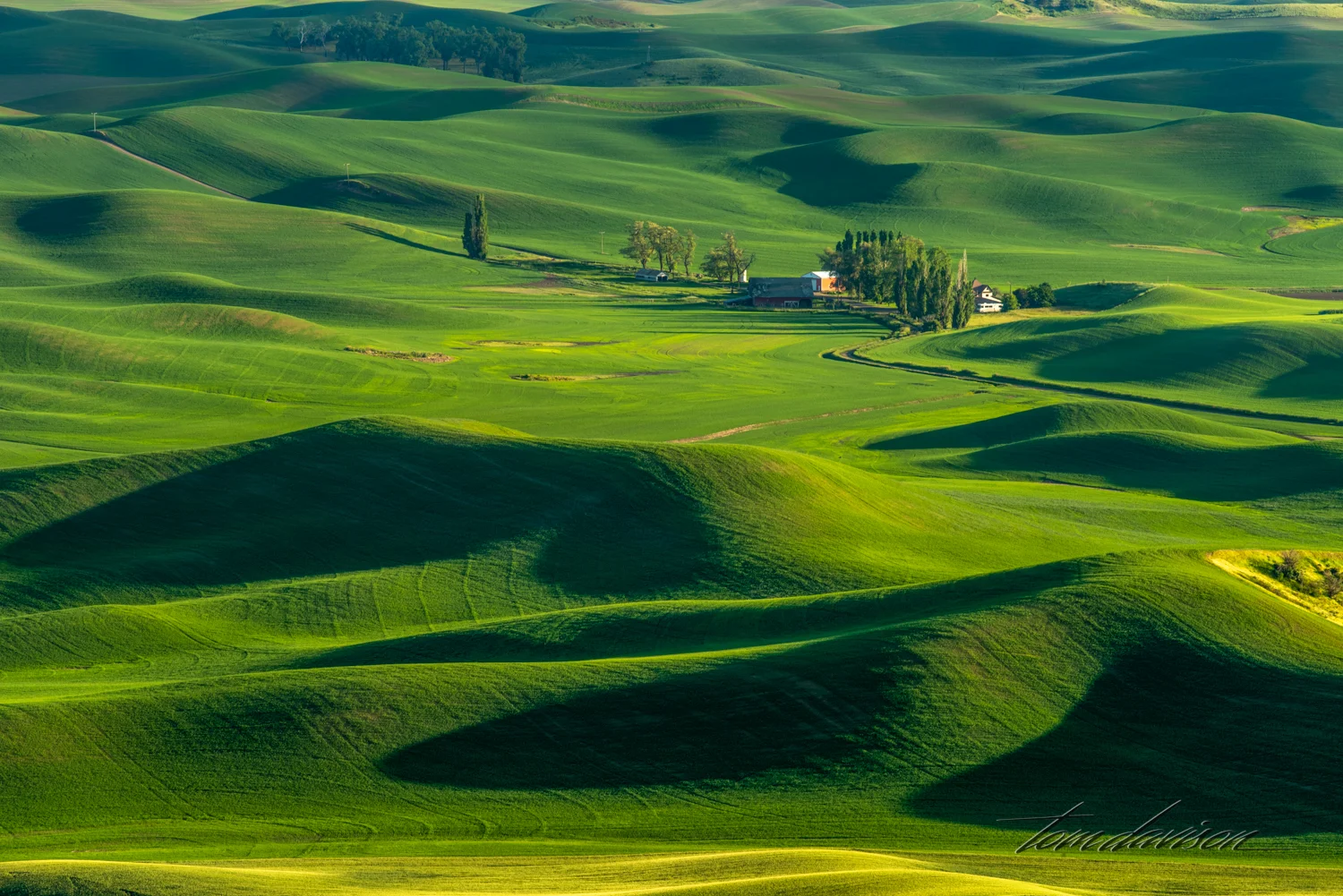 TD Palouse-3.jpg