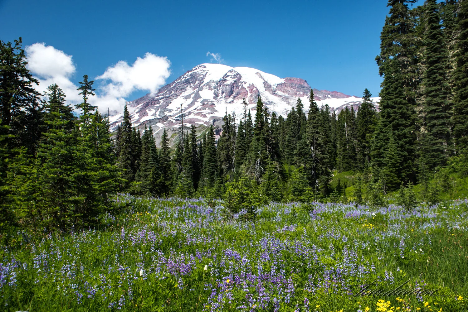 TD Mt Rainier-8.jpg