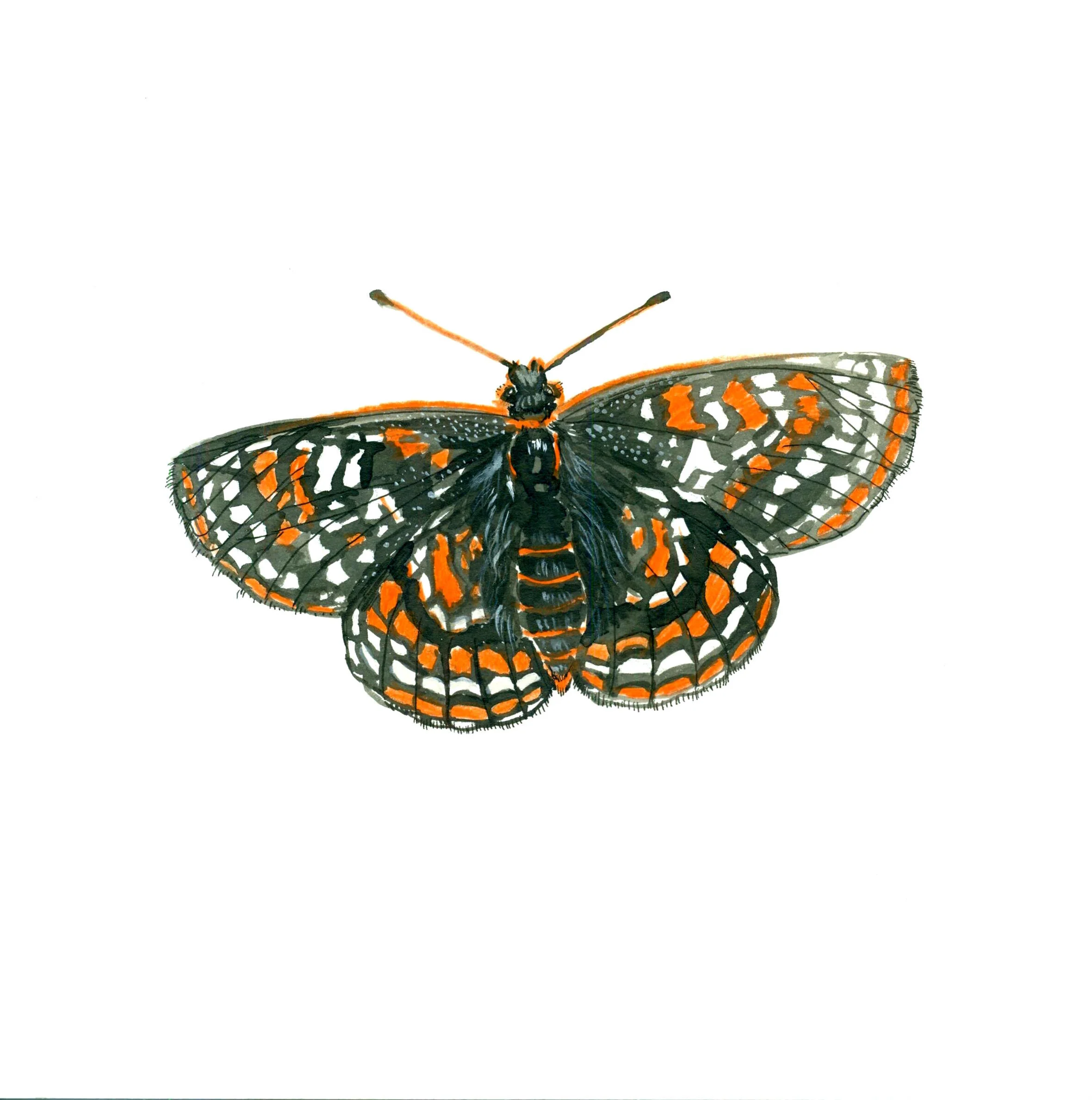 Wild-butterfly FINAL.jpeg