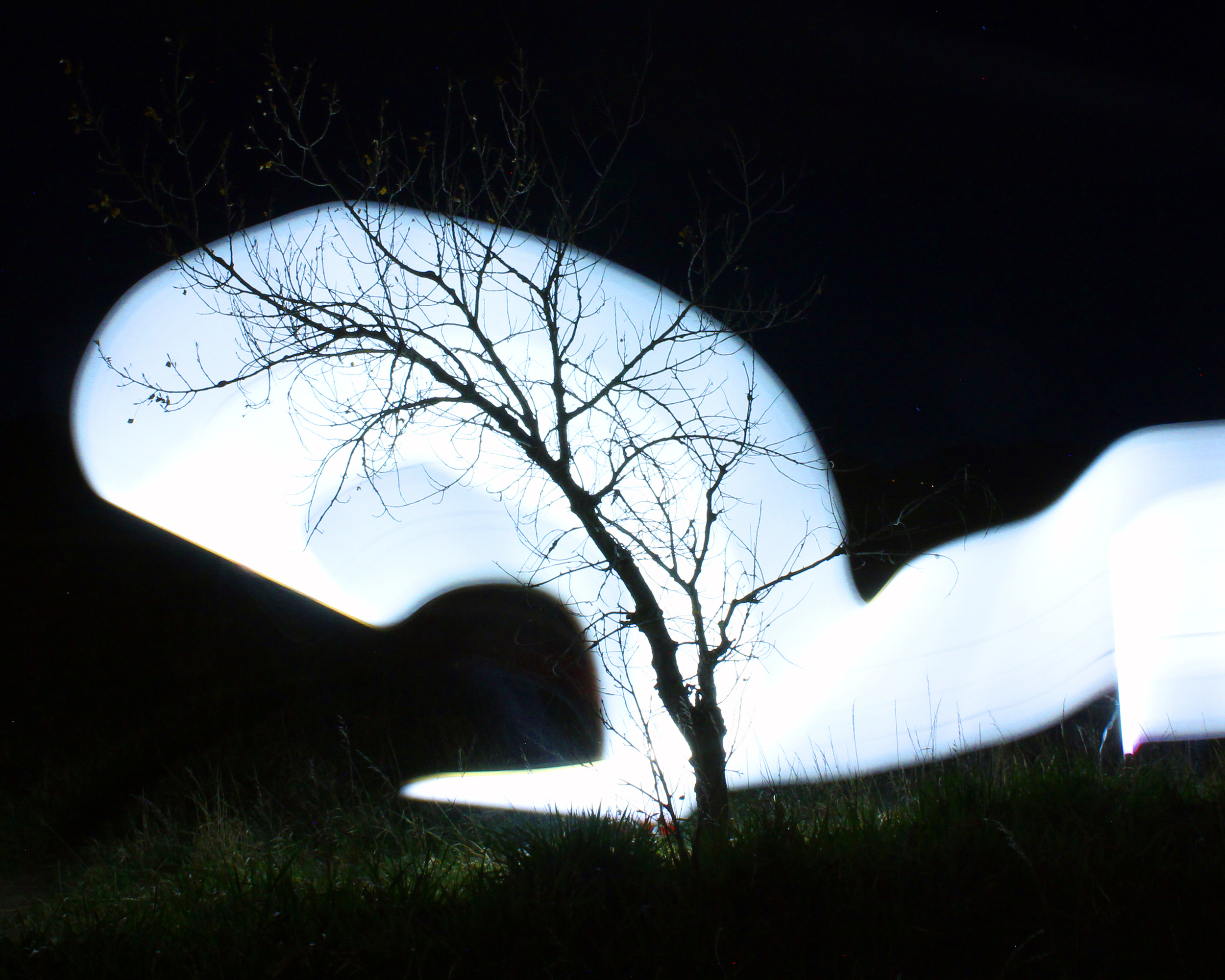 Light Describing a Tree , 4 c-prints, 8 x 11 inches, 2014