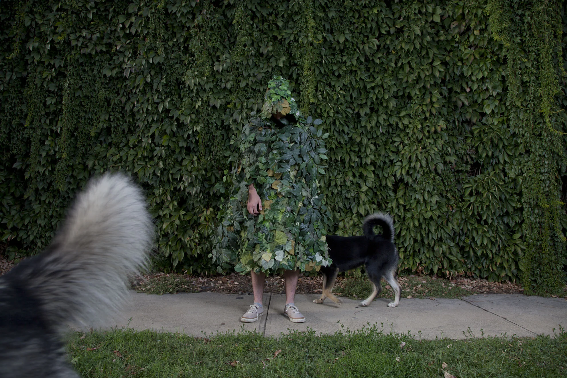 Shrubs005-Laura-Shill.jpg