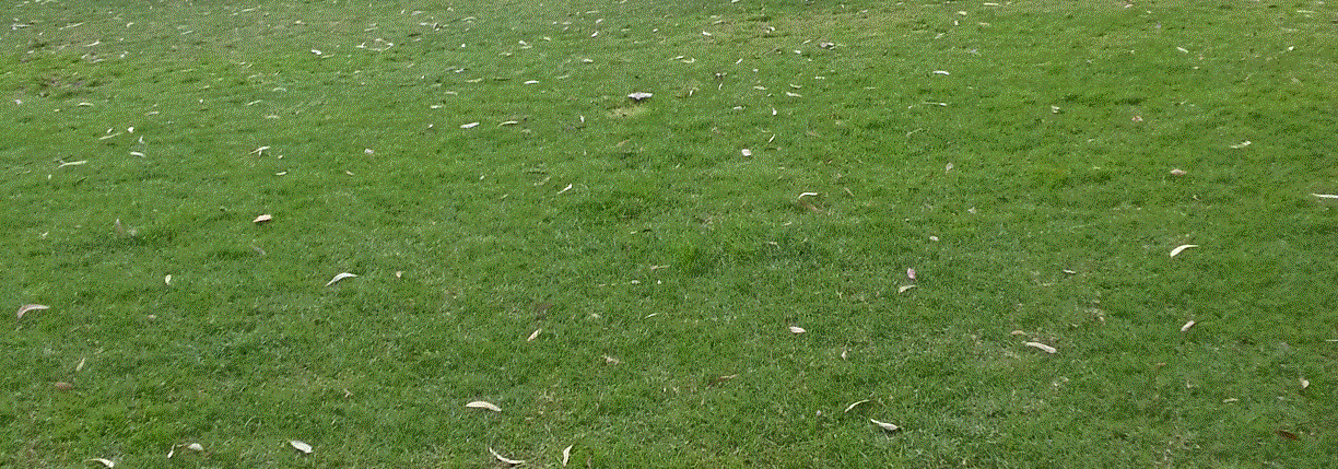 grass photo.gif