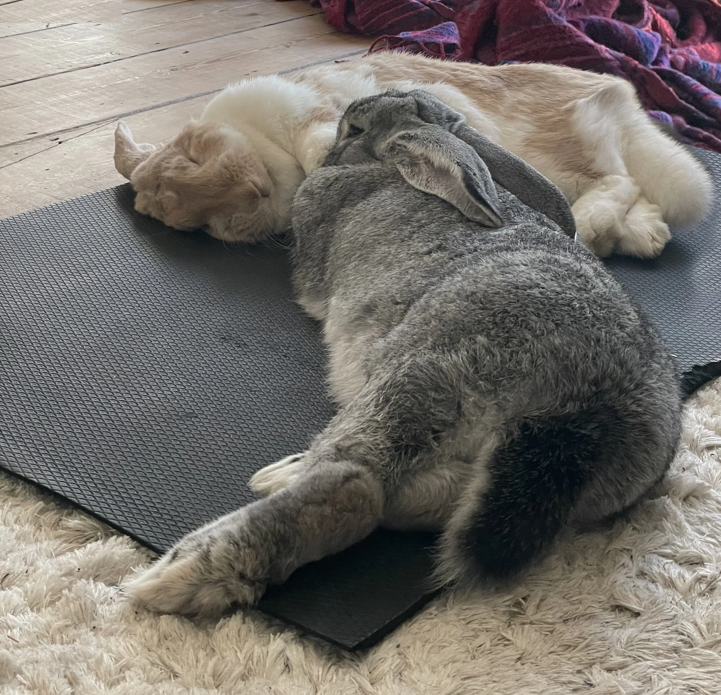 BUNS ON MAT.jpg