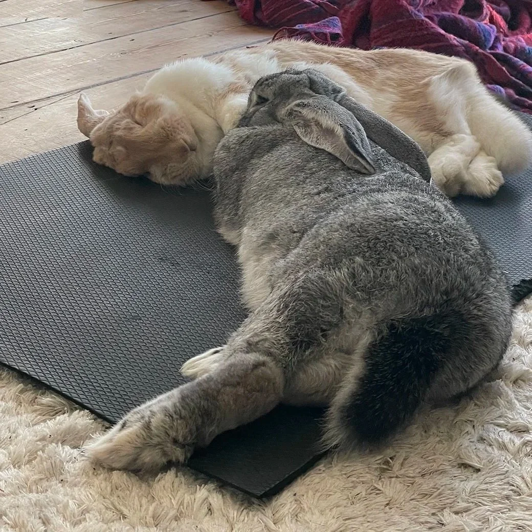 BUNS+ON+MAT+small.jpg