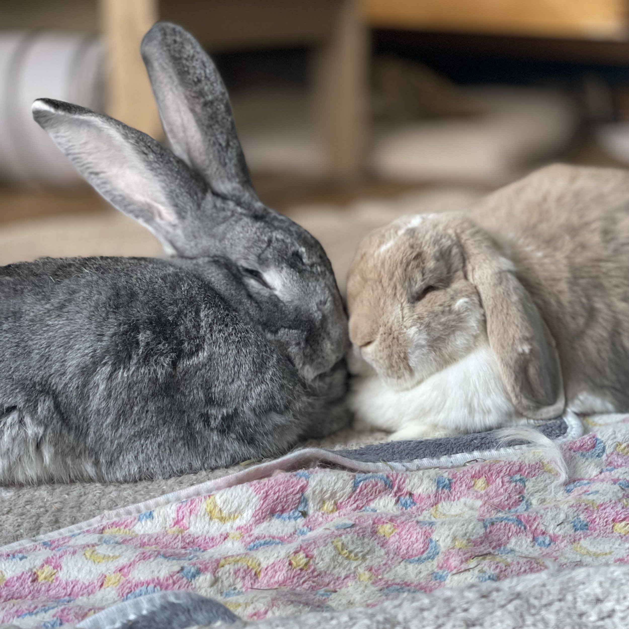 Teddy &amp; Emmy-Lola Willowbella