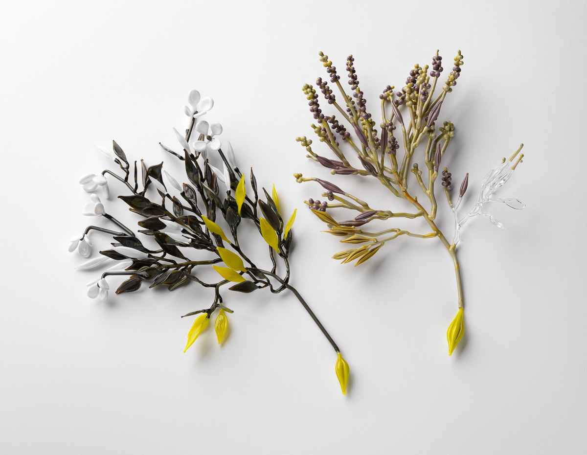 Conceptual Flowering Plant Series,